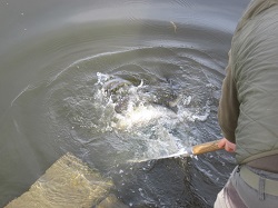 Ein Fisch fällt ins Wasser